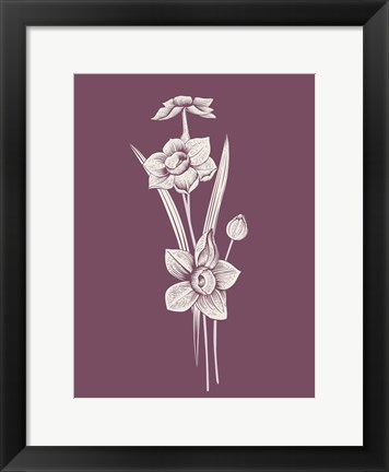 Framed Narcissus Purple Flower Print