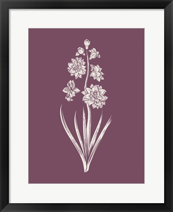 Framed Hyacinth Purple Flower Print