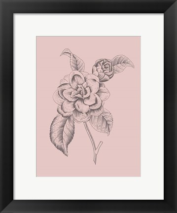 Framed Camelia Blush Pink Flower Print