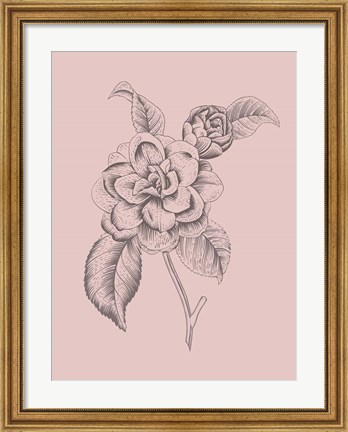 Framed Camelia Blush Pink Flower Print