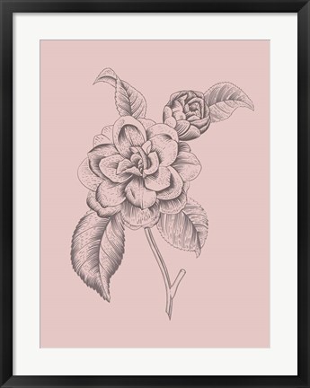 Framed Camelia Blush Pink Flower Print