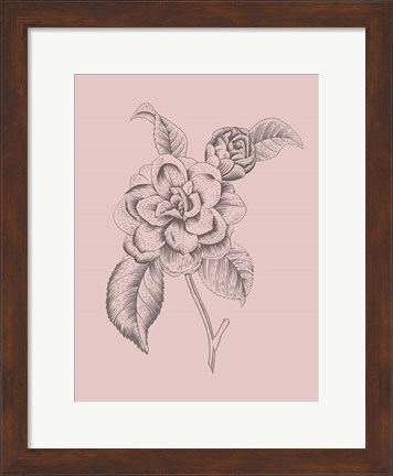 Framed Camelia Blush Pink Flower Print