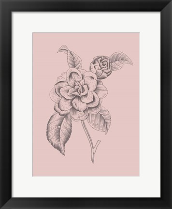 Framed Camelia Blush Pink Flower Print