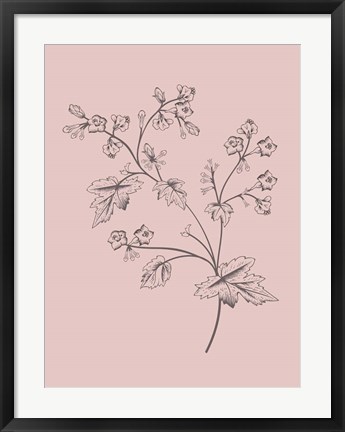 Framed Phacelia Blush Pink Flower Print