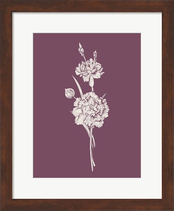 Framed Carnation Purple Flower Print