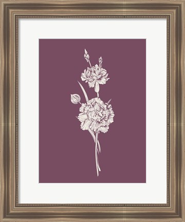 Framed Carnation Purple Flower Print