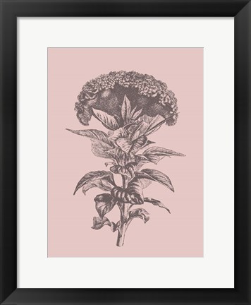 Framed Celosia Blush Pink Flower Print