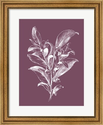 Framed Visnea Mocanera Purple Flower Print