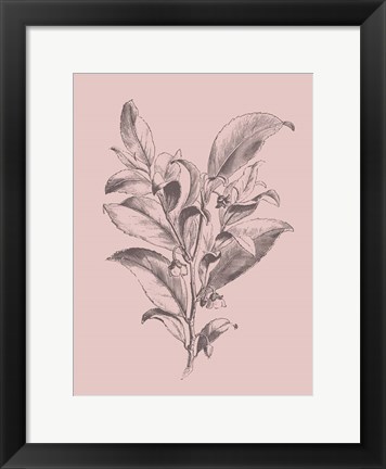 Framed Visnea Mocanera Blush Pink Flower Print