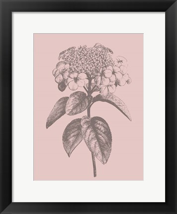 Framed Viburnum Blush Pink Flower Print