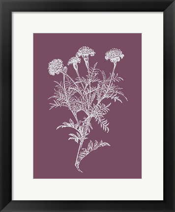 Framed Tagetes Patula Purple Flower Print