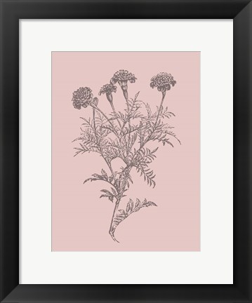 Framed Tagetes Patula Blush Pink Flower Print