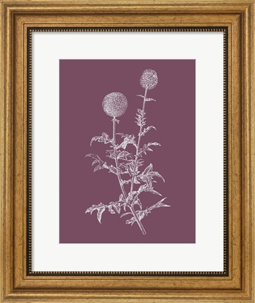 Framed Echinopos Purple Flower Print