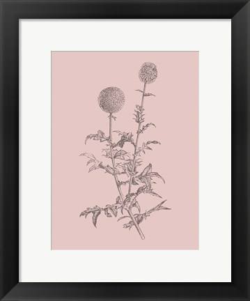 Framed Echinopos Blush Pink Flower Print