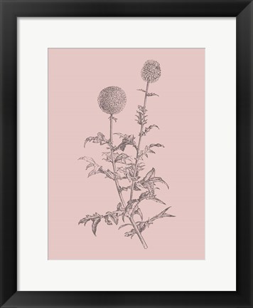 Framed Echinopos Blush Pink Flower Print