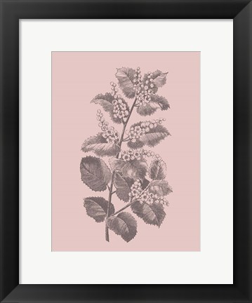 Framed Cerasus Blush Pink Flower Print