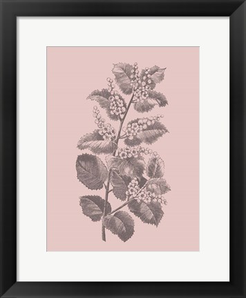 Framed Cerasus Blush Pink Flower Print