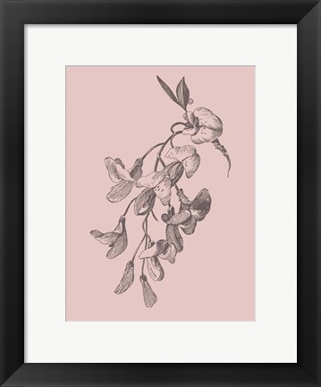 Framed Inflorescence Blush Pink Flower Print