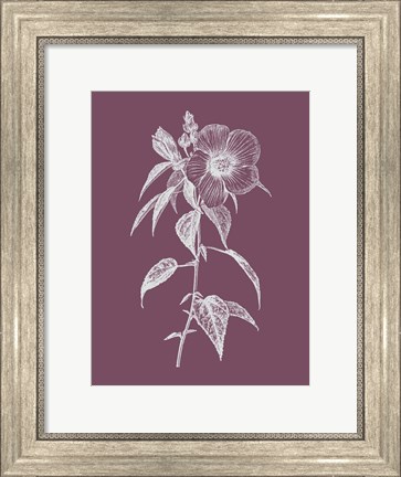 Framed Hibiscus Roseus Purple Flower Print