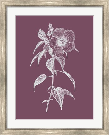 Framed Hibiscus Roseus Purple Flower Print