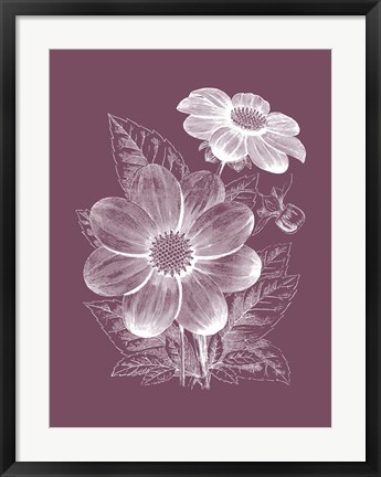 Framed Dahlias Purple Flower Print