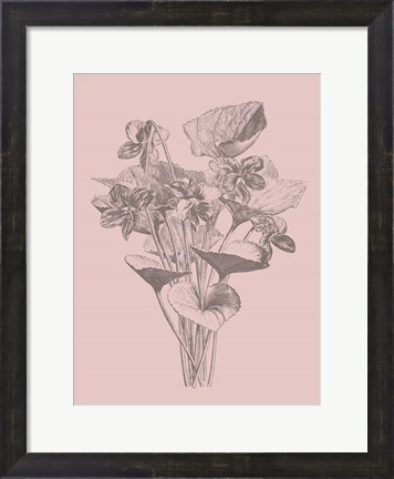 Framed Viola Cucullate Blush Pink Flower Print