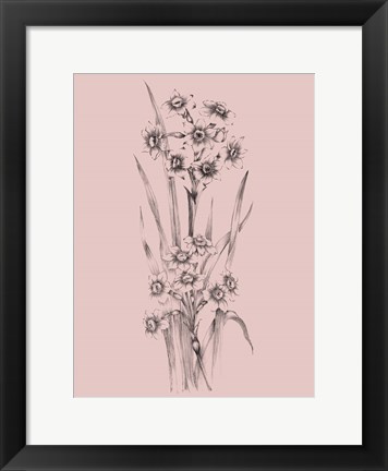 Framed Blush Pink Flower Sketch I Print