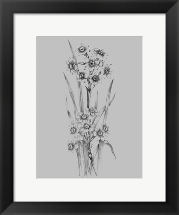 Framed Flower Sketch I Print