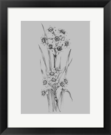 Framed Flower Sketch I Print