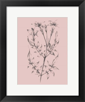 Framed Blush Pink Flower Sketch II Print