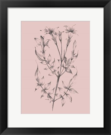 Framed Blush Pink Flower Sketch II Print