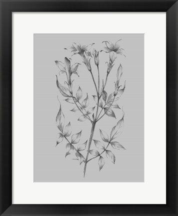 Framed Flower Sketch II Print