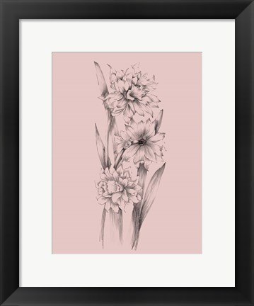 Framed Blush Pink Flower Sketch III Print