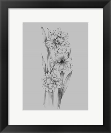 Framed Flower Sketch III Print