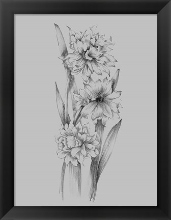 Framed Flower Sketch III Print