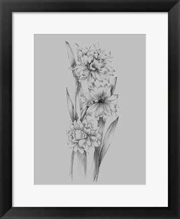 Framed Flower Sketch III Print