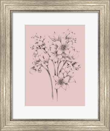 Framed Blush Pink Flower Drawing Print