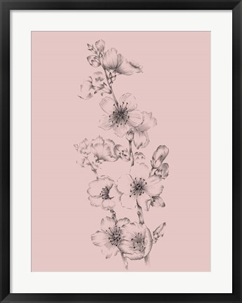 Framed Blush Pink Flower Drawing I Print