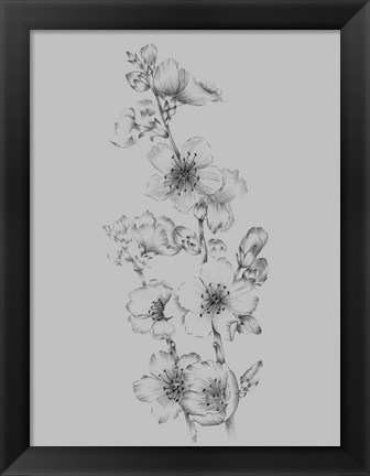 Framed Flower Drawing I Print