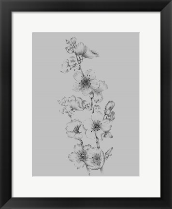 Framed Flower Drawing I Print