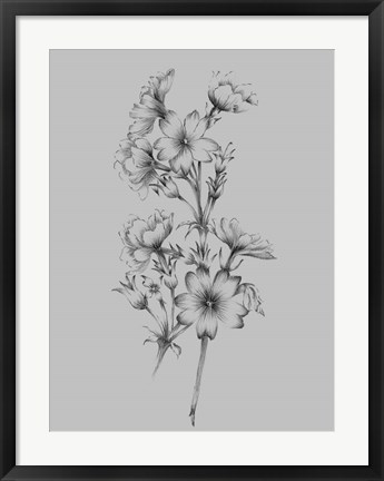 Framed Flower Drawing II Print