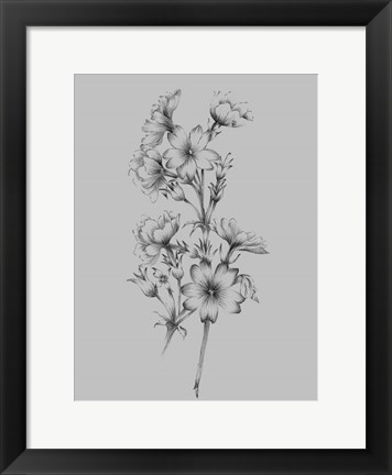 Framed Flower Drawing II Print