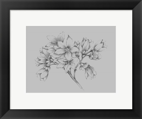 Framed Flower Illustration Print