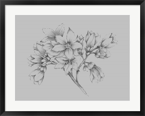 Framed Flower Illustration Print