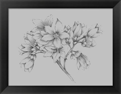 Framed Flower Illustration Print