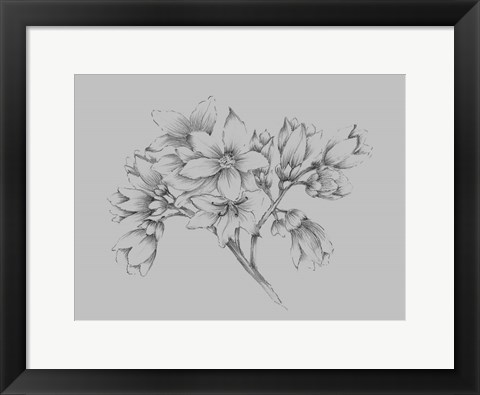 Framed Flower Illustration Print