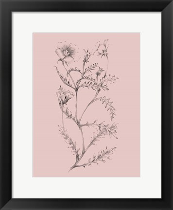 Framed Blush Pink Flower Illustration I Print