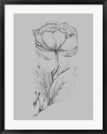 Framed Flower Illustration I Print