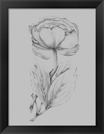 Framed Flower Illustration I Print