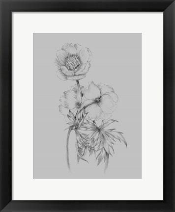 Framed Flower Illustration II Print